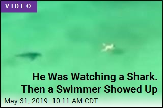 He Was Watching a Shark. Then a Swimmer Showed Up