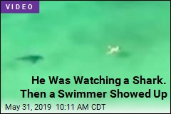 He Was Watching a Shark. Then a Swimmer Showed Up