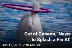 Out of Canada, &#39;News to Splash a Fin At&#39;