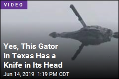 Yes, This Gator in Texas Has a Knife in Its Head