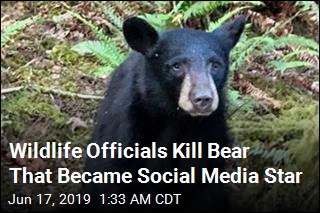 Wildlife Officials Kill Bear That Became Social Media Star