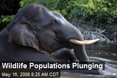 Wildlife Populations Plunging