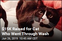 $15K Raised for Cat Who Went Through Wash
