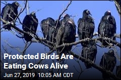 Protected Birds Are Eating Cows Alive