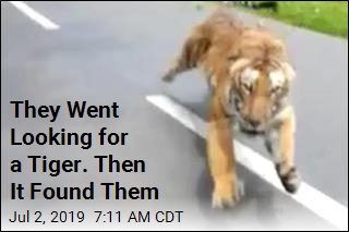 They Went Looking for a Tiger. Then It Found Them