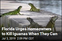 Florida Just Declared War on Iguanas