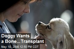 Doggy Wants a Bone...Transplant