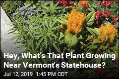 Hey, What&#39;s That Plant Growing Near Vermont&#39;s Statehouse?