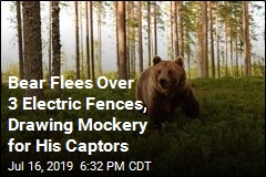 Groups Cheer On Bear That Fled By Climbing 3 Electric Fences