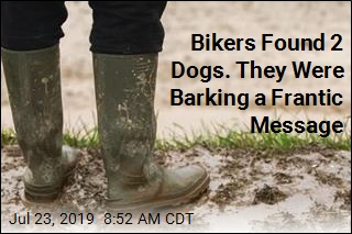 He Got Stuck in Mud, No Help in Sight. His Dogs Took Action