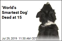 &#39;World&#39;s Smartest Dog&#39; Dead at 15