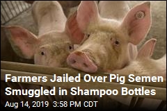 Farmers Jailed Over Pig Semen Import Scheme