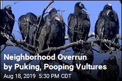Neighborhood Overrun by Puking, Pooping Vultures