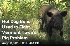 Scores of Escaped Pigs Lured Back With Hot Dog Buns