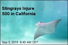 Stingrays Injure 500 in California