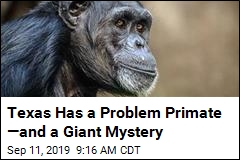Reports: An Irate Primate Is On the Loose in Texas