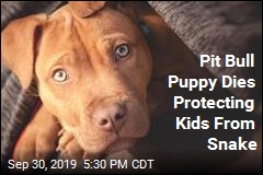 Pit Bull Puppy Dies Protecting Kids From Snake