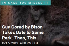 Guy Gored by Bison Takes Date to Same Park. Then, This