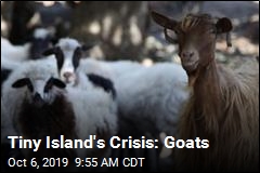 This Tiny Island Has Gone to the Goats