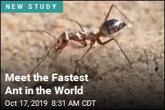 Meet the Fastest Ant in the World