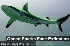 Ocean Sharks Face Extinction