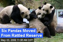 Six Pandas Moved From Rattled Reserve