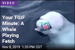 Your TGIF Minute: A Whale Playing Fetch