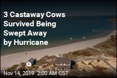 Cows Swept Away by Hurricane Found on Island Miles Away