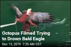 &#39;I&#39;ve Seen Octopus and Eagles. Never Seen Them Grappling&#39;