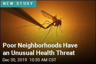 A Consequence of Empty Buildings? Bigger Mosquitoes