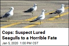 Cops Seek Suspect in Seagull Mass Killing