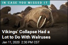 Vikings&#39; Collapse Had a Lot to Do With Walruses