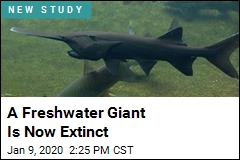 A Freshwater Giant Is Now Extinct