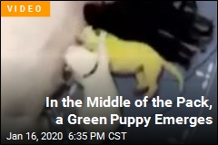 Why This Puppy Was Born Bright Green