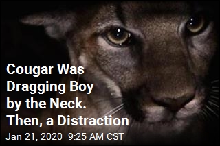 Cougar Was Dragging Boy by the Neck. Then, a Distraction