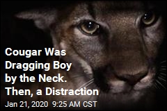 Cougar Was Dragging Boy by the Neck. Then, a Distraction