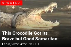 Indonesia Seeks Brave Soul to Free Crocodile From Tire