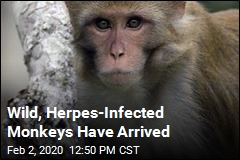 Wild, Herpes-Infected Monkeys Have Arrived