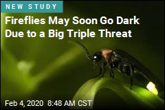 Fireflies May Soon Go Dark Due to a Big Triple Threat