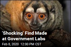 Animals at Government Labs Meet &#39;Shocking&#39; Fate