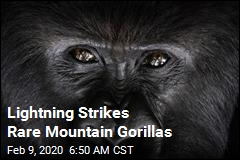 Lightning Strikes Rare Mountain Gorillas