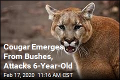 Cougar Emerges From Bushes, Attacks 6-Year-Old