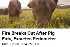 Fire Breaks Out After Pig Eats, Excretes Pedometer