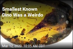 Smallest Known Dino Was a Weirdo