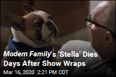 Modern Family &#39;s Dog Star Dies After Show Wraps