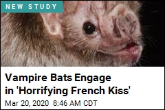Vampire Bats Engage in &#39;Horrifying French Kiss&#39;