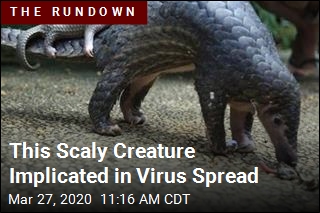This Scaly Creature Implicated in Virus Spread