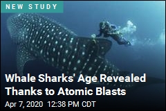 Whale Sharks&#39; Age Revealed Thanks to Atomic Blasts