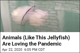 Jellyfish Is Just One Creature Taking Advantage of All This
