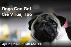 Dogs Can Get the Virus, Too